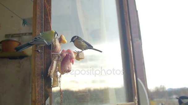 La mésange des oiseaux mange du pain et du saindoux sur une ill de fenêtre en bois. Mouvement lent — Video