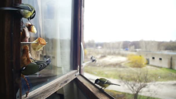 La mésange des oiseaux mange du pain et du saindoux sur une ill de fenêtre en bois. Mouvement lent — Video