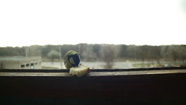 Sikorki ptak zjada chleb na parapet okna drewniane. Zwolnionym tempie — Wideo stockowe