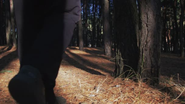 Turista com uma mochila vai para a floresta . — Vídeo de Stock