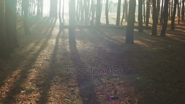 Движение в лесу между деревьями против Солнца — стоковое видео