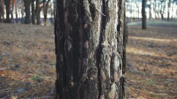 Pilar de madeira de pinheiro no movimento ao redor — Vídeo de Stock