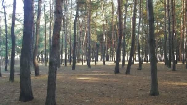 Pohyb v lese mezi stromy proti slunci — Stock video