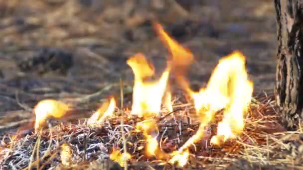 Fuego en un bosque de pinos — Vídeos de Stock