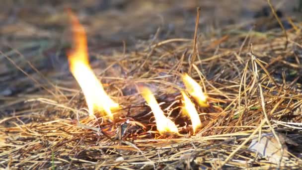 Φωτιά σε ένα πευκόφυτο δάσος — Αρχείο Βίντεο