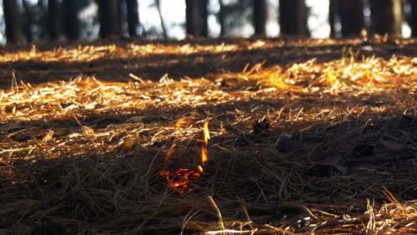 Fuego en un bosque de pinos — Vídeos de Stock