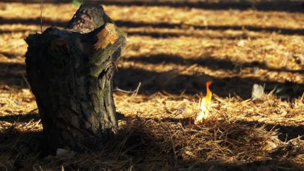 Fuego en un bosque de pinos — Vídeos de Stock