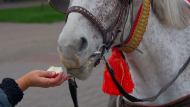 馬が人間の手でリンゴを食べる — ストック動画