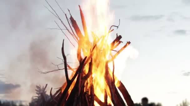 Le feu de camp des branches brûle la nuit dans la forêt — Video