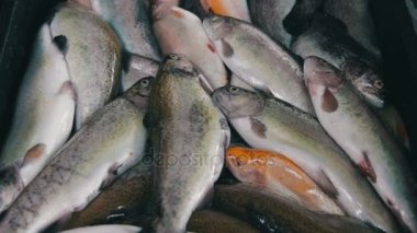 Buz Counter piyasada taze balık