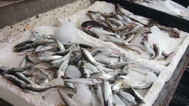 Peixes frescos no gelo no mercado de balcão — Vídeo de Stock