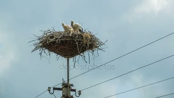 Les cigognes sont assises dans un nid sur un pilier. Délai imparti — Video