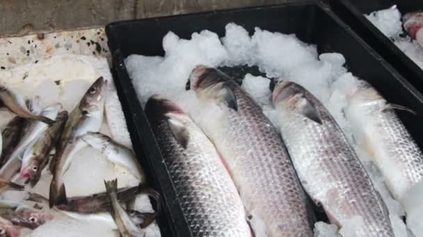 Peixes frescos no gelo no mercado de balcão — Vídeo de Stock