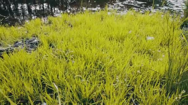 Groen gras door de rivier — Stockvideo