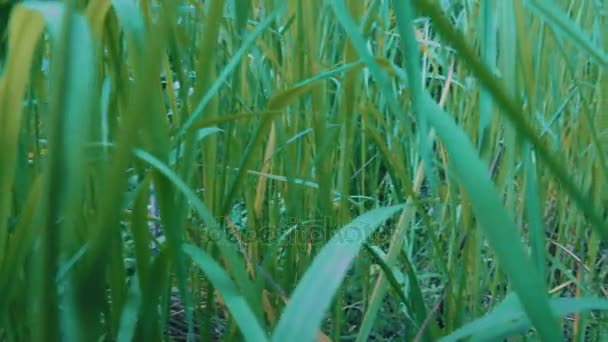 Groen gras door de rivier — Stockvideo