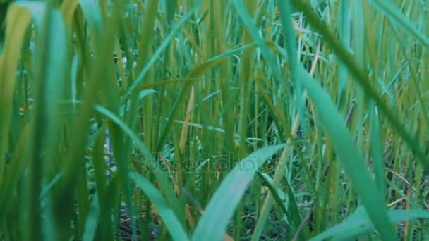 Herbe verte au bord de la rivière — Video