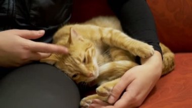 Kadın kanepede yatan bir kırmızı kedi okşayarak