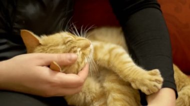 Kadın kanepede yatan bir kırmızı kedi okşayarak