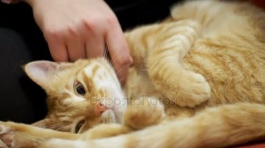 Kadın kanepede yatan bir kırmızı kedi okşayarak