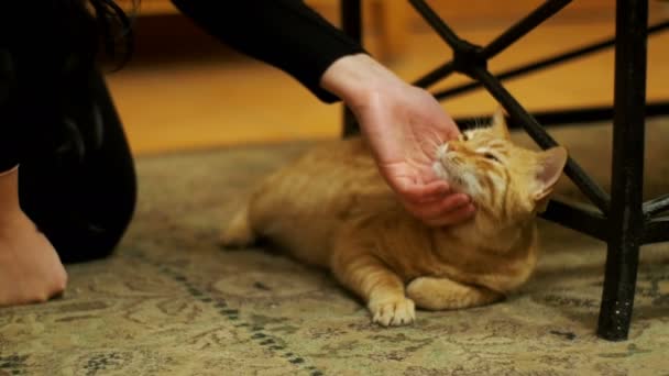 Frau streichelt eine rote Katze, die auf dem Teppich liegt. — Stockvideo