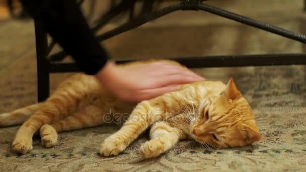 Женщина гладит красную кошку, лежащую на ковре . — стоковое видео