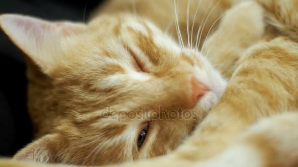 Kadın kanepede yatan bir kırmızı kedi okşayarak — Stok video