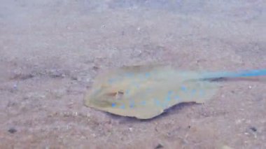 Red Sea'deki/daki Stingray