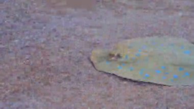 Red Sea'deki/daki Stingray