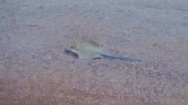 Stingray в Красном море — стоковое видео