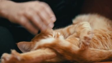 Kadın kanepede yatan bir kırmızı kedi okşayarak