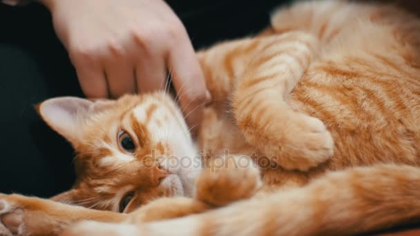 Mujer acariciando un gato rojo acostada en el sofá — Vídeos de Stock