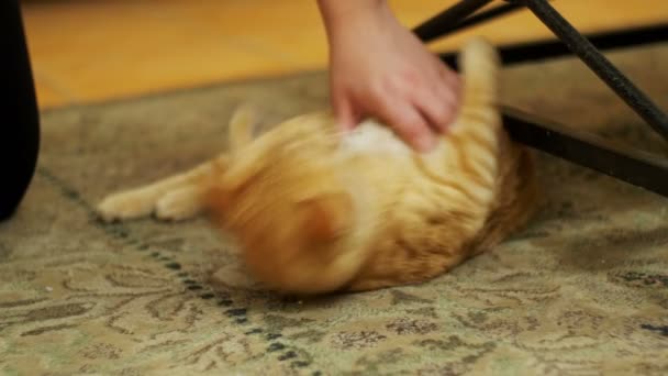 Kvinna som strök en röd katt liggande på mattan. — Stockvideo