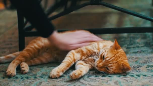 Frau streichelt eine rote Katze, die auf dem Teppich liegt. — Stockvideo