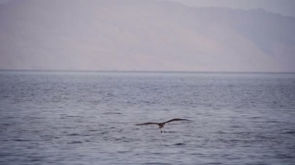 Osprey mořských ptáků letící nad Rudým mořem. — Stock video