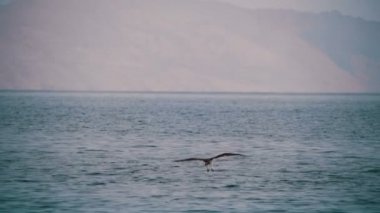 Sea Bird sorguç Kızıldeniz uçan.