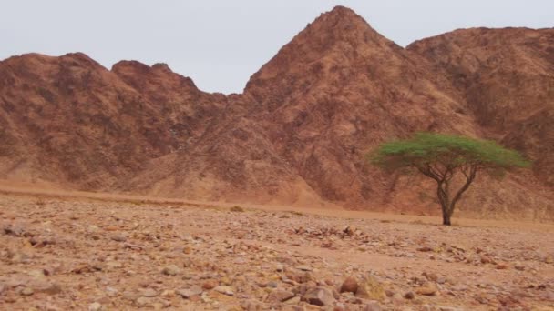 Desierto en Egipto, árboles verdes, arena y montañas — Vídeos de Stock