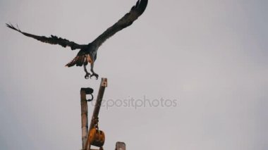 Bir gemi direği üzerinde açılış deniz sorguç kuş. Ağır çekim