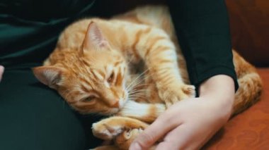 Kadın kanepede yatan bir kırmızı kedi okşayarak