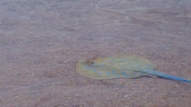 Stingray в Красном море — стоковое видео