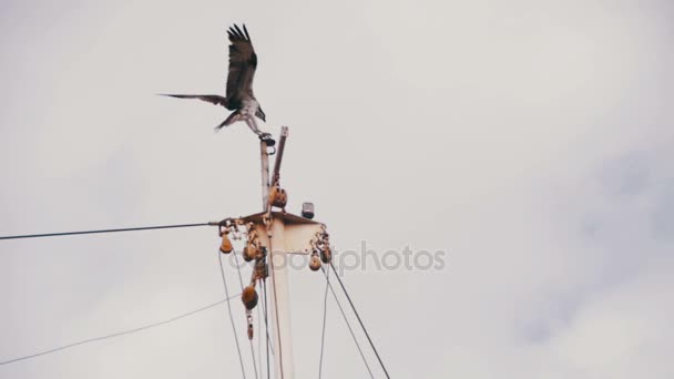 Marine Osprey Bird Landing on a Ship Mast. Slow Motion — Stock Video