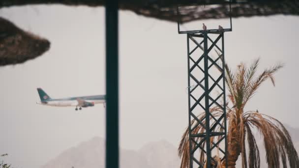 Passagierflugzeug am Himmel landet vor dem Hintergrund von Bergen und Palmen in Ägypten. — Stockvideo