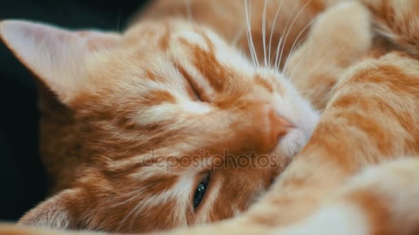 Kobieta, głaszcząc czerwony kot leżący na kanapie — Wideo stockowe