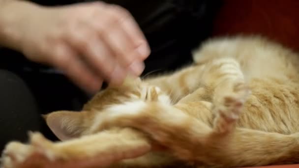 Mujer acariciando un gato rojo acostada en el sofá — Vídeos de Stock