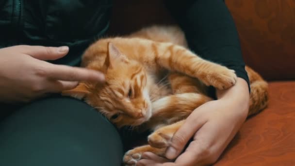 Mujer acariciando un gato rojo acostada en el sofá — Vídeos de Stock