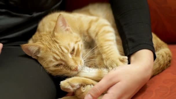 Mujer acariciando un gato rojo acostada en el sofá — Vídeo de stock