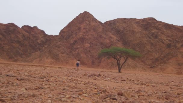 Videógrafa con trípode en el desierto de Egipto . — Vídeos de Stock