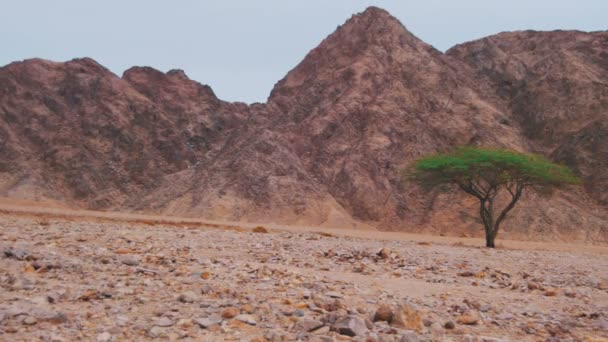 Desierto en Egipto, árboles verdes, arena y montañas — Vídeos de Stock