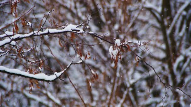 forêt enneigée d'hiver