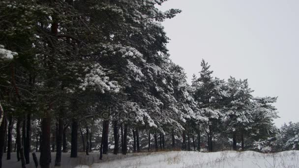 Зимний сосновый лес со снежными елками — стоковое видео