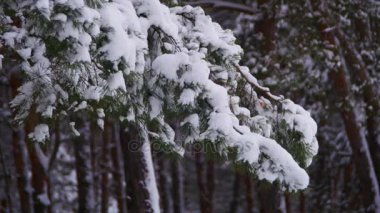 Kış çam ormanıyla karla kaplı dalları Noel ağaçları